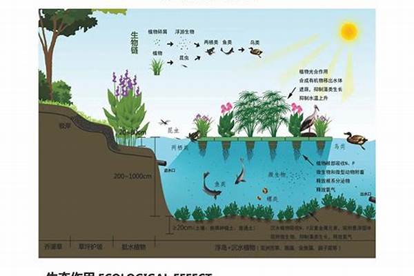 水生态修复技术